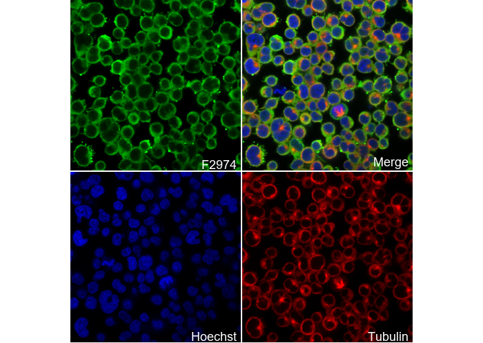 Profilin 1 Antibody