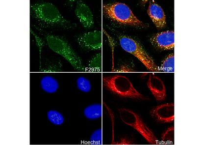 VPS26 Antibody