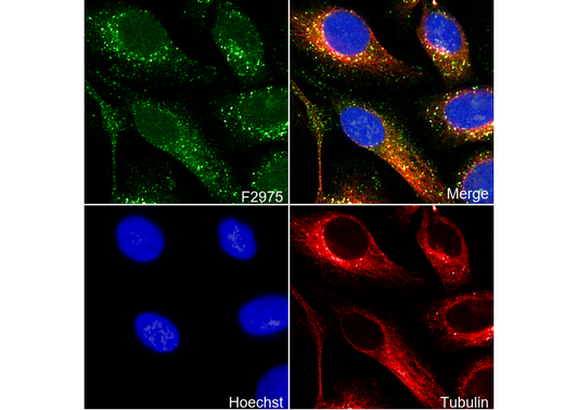 VPS26 Antibody