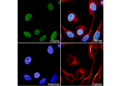 SF3B1 Antibody
