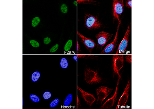 SF3B1 Antibody