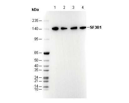 SF3B1 Antibody