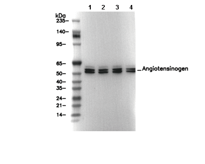 Angiotensinogen Antibody