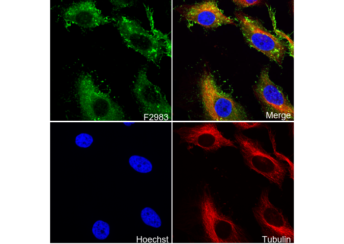 IQGAP1 Antibody