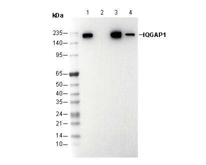 IQGAP1 Antibody