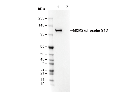 Phospho-MCM2 (Ser40) Antibody
