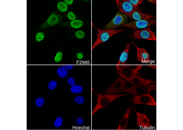 RBM3 Antibody