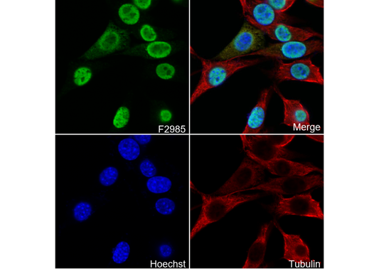 RBM3 Antibody