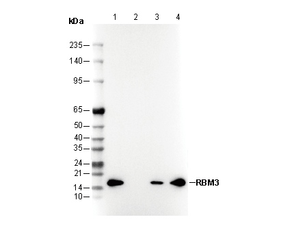 RBM3 Antibody