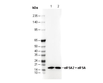 eIF5A2 + eIF5A Antibody