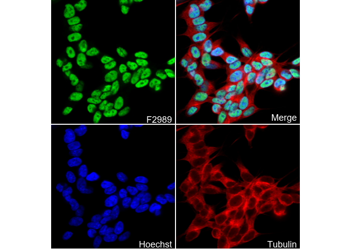 CTBP2 Antibody