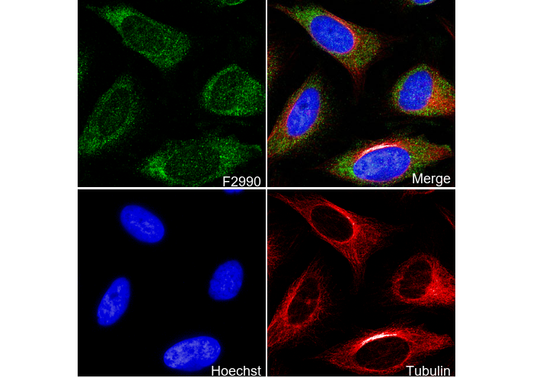 Pumilio 1 Antibody