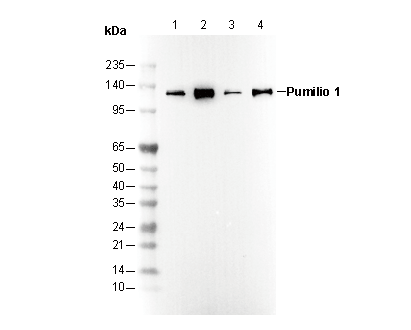 Pumilio 1 Antibody