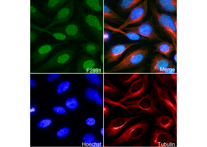 CPSF6 Antibody
