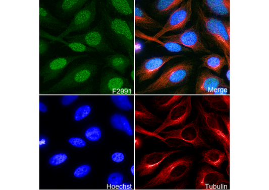 CPSF6 Antibody