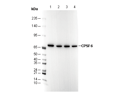 CPSF6 Antibody