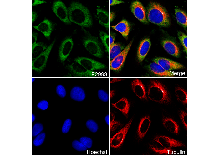 IMP3 Antibody