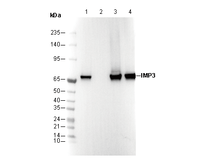 IMP3 Antibody