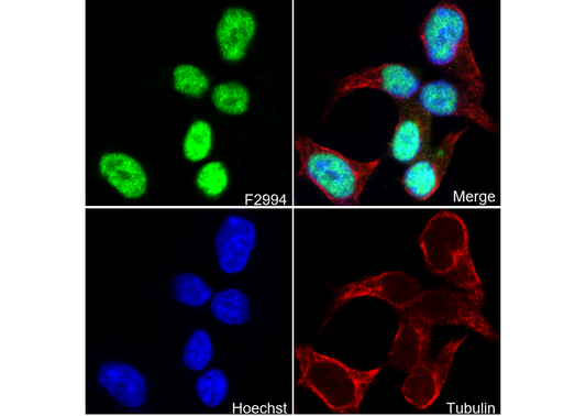 Bub3 Antibody