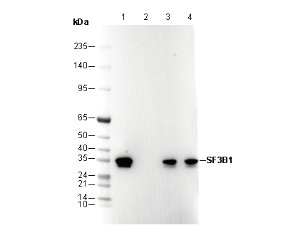 PACT (PKR activating protein) / PRKRA Antibody