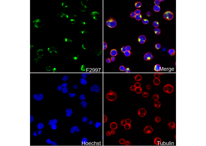 Lipoamide Dehydrogenase Antibody