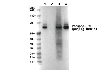 Phospho-PKC (pan) (γ Thr514) Antibody