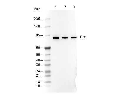 Fer Antibody