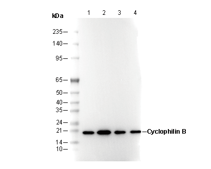 Cyclophilin B Antibody
