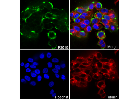 NG2/CSPG4 Antibody