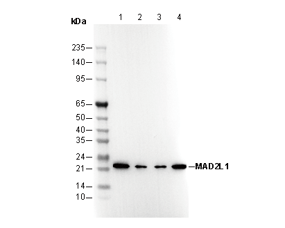 MAD2L1 Antibody