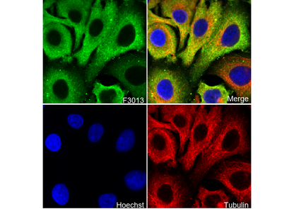 HSP27 Antibody