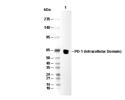 PD-1 (Intracellular Domain) Antibody