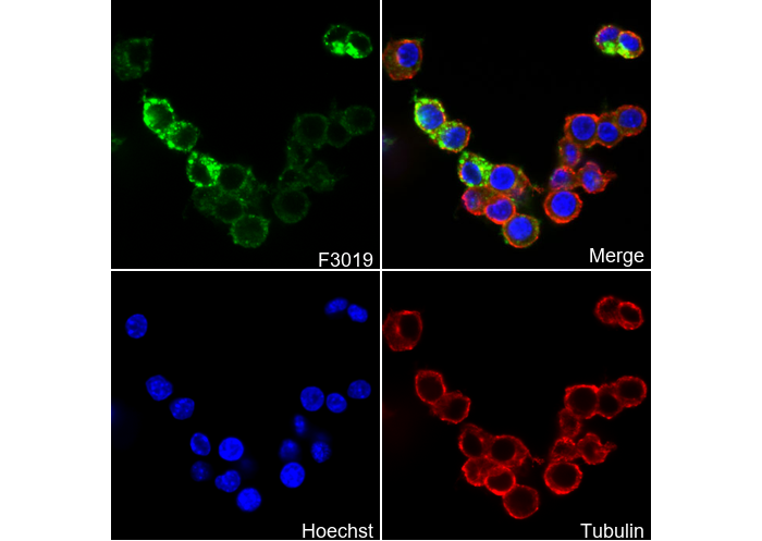 VISTA Antibody
