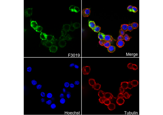VISTA Antibody