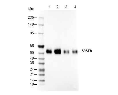 VISTA Antibody