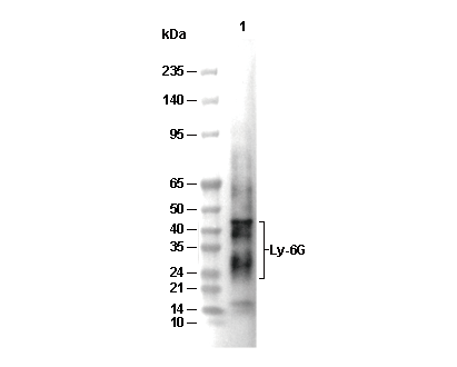 Ly-6G Antibody