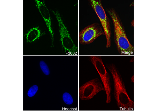 Glutamate Dehydrogenase 1/2 Antibody