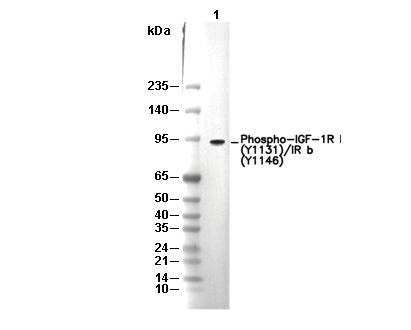 Phospho-IGF-1R β (Y1131)/IR β (Y1146) Antibody