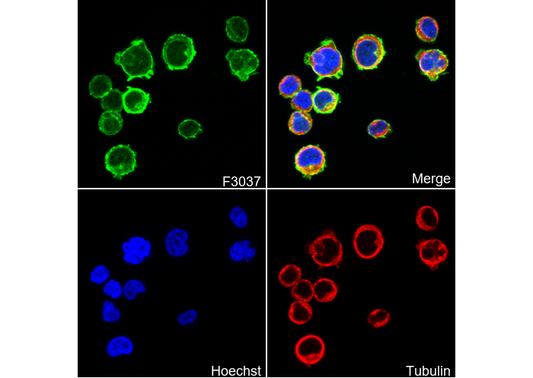 Integrin α4 Antibody