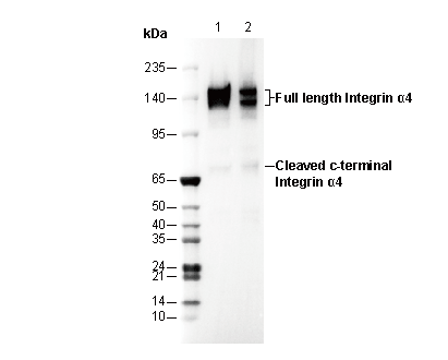 Integrin α4 Antibody