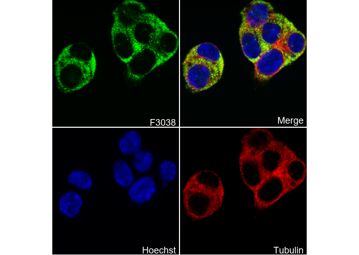 USP10 Antibody