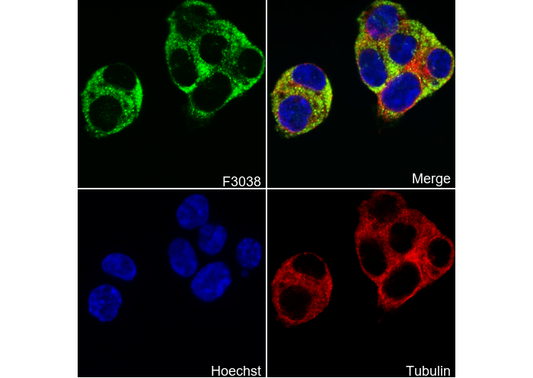 USP10 Antibody