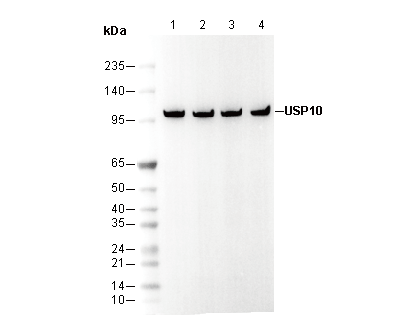 USP10 Antibody