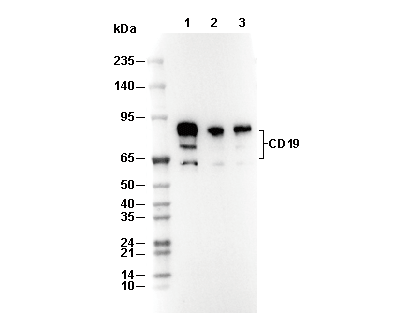 CD19 (Intracellular Domain) Antibody