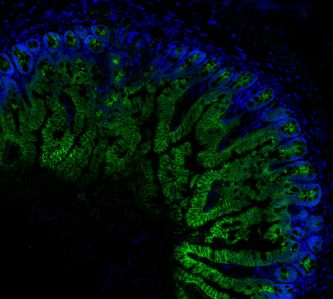 Occludin Antibody