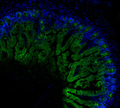 Occludin Antibody