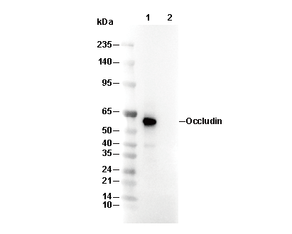 Occludin Antibody