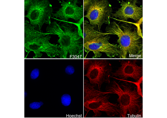 Ribosomal Protein S3 Antibody
