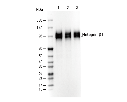 Integrin β1 Antibody