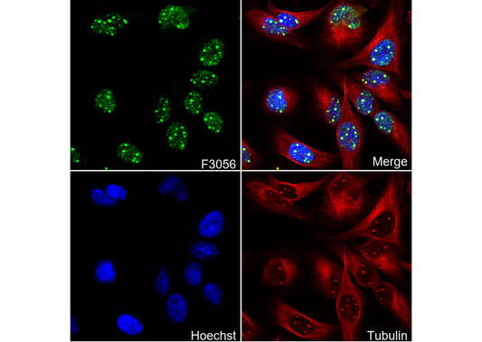 Coilin Antibody